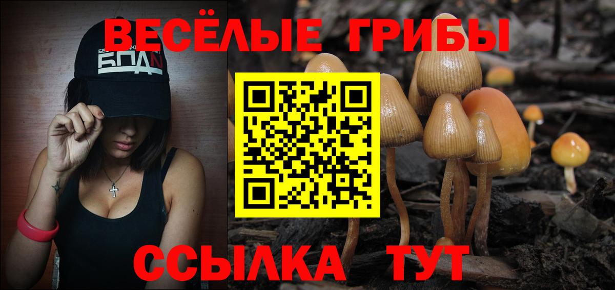 Псилоцибиновые грибы Psilocybine cubensis Кизляр